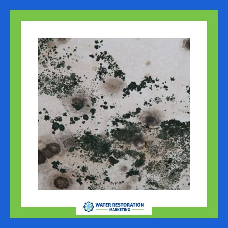 Mold growth on a surface